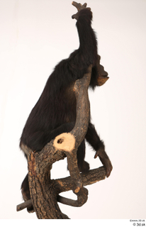 Chimpanzee Bonobo whole body 0007.jpg